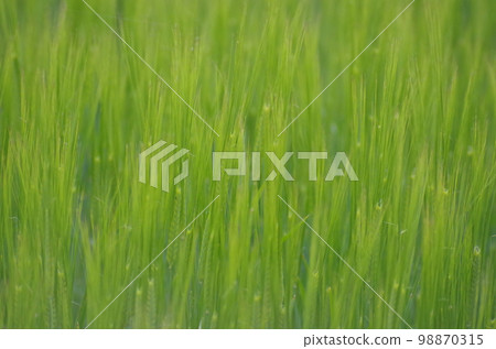 四月的麥田特寫 98870315