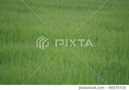 四月的麥田特寫 98870316