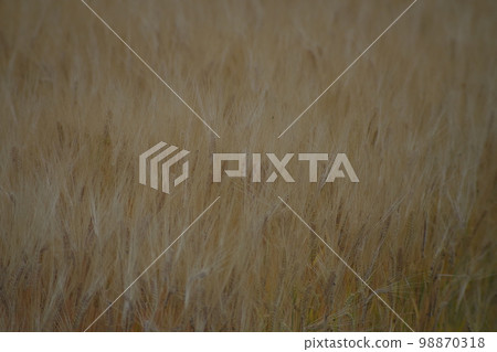 大麥摔倒 98870318