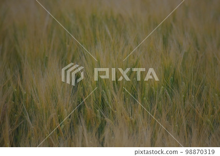 大麥摔倒 98870319