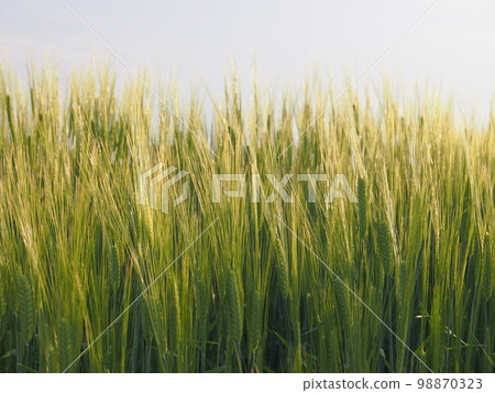 大麥摔倒 98870323