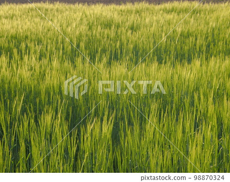 麥田開始變色 98870324