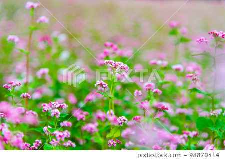 Shinshu Ina Kogen Red Buckwheat Village 98870514