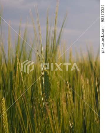 大麥摔倒 大麥摔倒 98870525