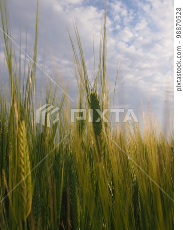 大麥摔倒 98870528