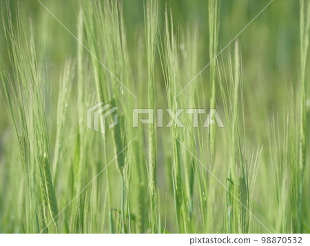 新綠色的麥田 98870532