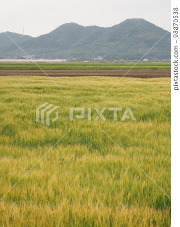 大麥摔倒 98870538