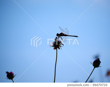 The silhouette of a dragonfly perching on a rotting cosmos The silhouette of a dragonfly perching on a rotting cosmos 98870720