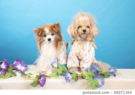 Papillon and Chiwapoo sitting with blue back and yellow flowers 98871164