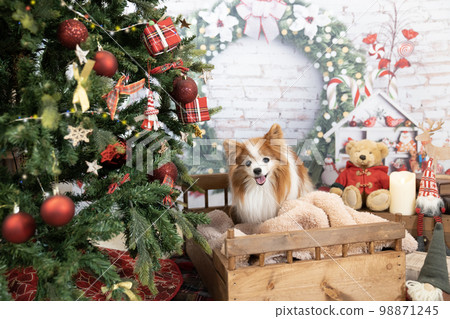 Christmas tree and Papillon on the bed 98871245