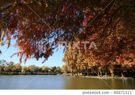 Autumn scenery of Kitamoto General Park in Kitamoto City, Saitama Prefecture 98871321