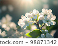 Cherry blossoms 98871342