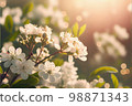 Cherry blossoms 98871343