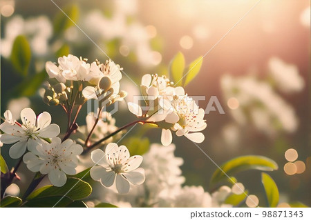 Cherry blossoms Cherry blossoms 98871343