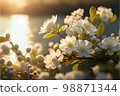 Cherry blossoms 98871344