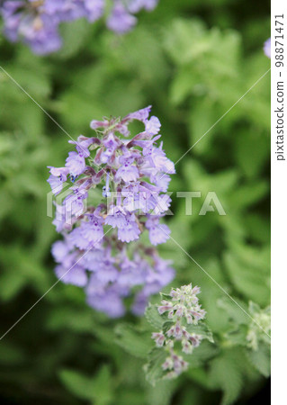 Nepeta (cat mint) 98871471