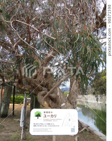 A-bombed eucalyptus trees in the ruins of Hiroshima Castle Ninomaru 98871598