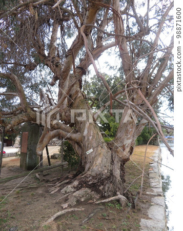 廣島二之丸城遺址中被原子彈轟炸的桉樹 廣島二之丸城遺址中被原子彈轟炸的桉樹 98871600