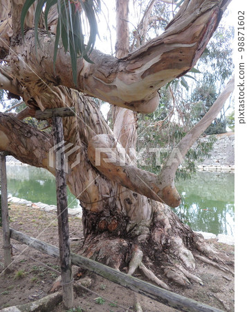 A-bombed eucalyptus trees in the ruins of Hiroshima Castle Ninomaru A-bombed eucalyptus trees in the ruins of Hiroshima Castle Ninomaru 98871602