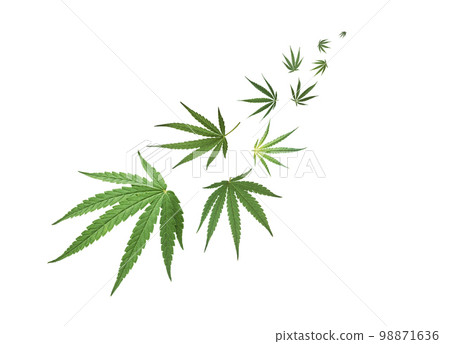 Green Floating Leaves Flying Leaves Green Leaf Dancing, green cannabis leaf drug marijuana herb. Green Floating Leaves Flying Leaves Green Leaf Dancing, green cannabis leaf drug marijuana herb. 98871636