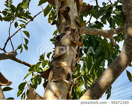 peeling of bark 98872260