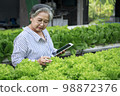 Asian senior woman farmer working in hydroponics vegetable farm 98872376