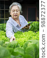 Asian senior woman farmer working in hydroponics vegetable farm 98872377