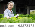 Asian senior woman farmer working in hydroponics vegetable farm 98872378
