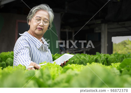 Asian senior woman farmer working in hydroponics vegetable farm Asian senior woman farmer working in hydroponics vegetable farm 98872378