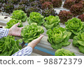 Female hands of Senior farmer holding fresh kale cabbage 98872379