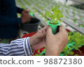 Asian senior woman farmer working in hydroponics vegetable farm 98872380