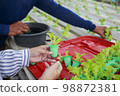 Asian senior woman farmer working in hydroponics vegetable farm 98872381