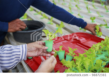 Asian senior woman farmer working in hydroponics vegetable farm Asian senior woman farmer working in hydroponics vegetable farm 98872381