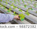 Asian senior woman farmer working in hydroponics vegetable farm 98872382