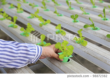 Asian senior woman farmer working in hydroponics vegetable farm Asian senior woman farmer working in hydroponics vegetable farm 98872382