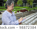 Asian senior woman farmer working in hydroponics vegetable farm 98872384