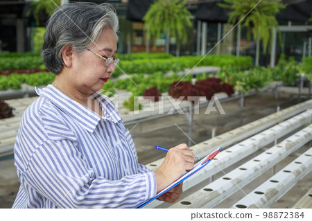 Asian senior woman farmer working in hydroponics vegetable farm Asian senior woman farmer working in hydroponics vegetable farm 98872384