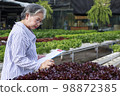 Asian senior woman farmer working in hydroponics vegetable farm 98872385