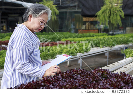 Asian senior woman farmer working in hydroponics vegetable farm Asian senior woman farmer working in hydroponics vegetable farm 98872385