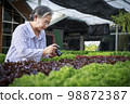 Asian senior woman farmer working in hydroponics vegetable farm 98872387