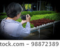 Asian senior woman farmer working in hydroponics vegetable farm 98872389