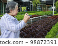 Asian senior woman farmer working in hydroponics vegetable farm 98872391