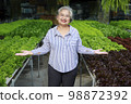 Asian senior woman farmer working in hydroponics vegetable farm 98872392