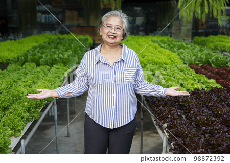 Asian senior woman farmer working in hydroponics vegetable farm Asian senior woman farmer working in hydroponics vegetable farm 98872392