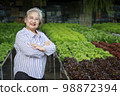 Asian senior woman farmer working in hydroponics vegetable farm 98872394