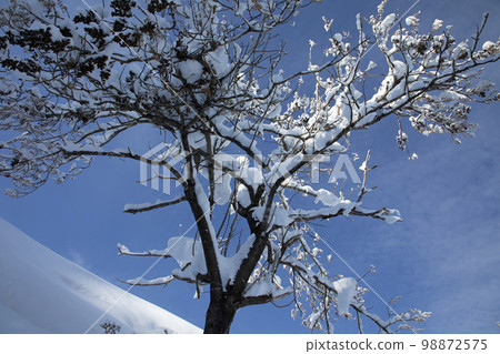 福島縣只見町，被大雪覆蓋的泡桐樹映襯著藍天 98872575