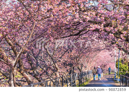 Kawazu Sakura(Kawatsu鎮) Kawazu Sakura(Kawatsu鎮) 98872859