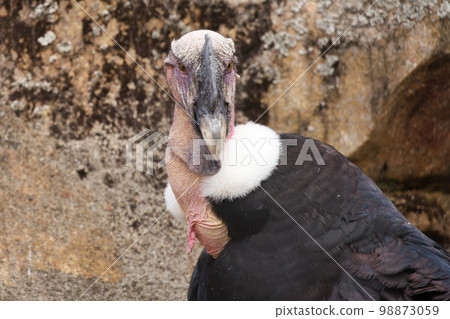 Zoo animals 98873059