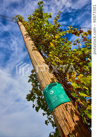 Looking up at telephone pole with green vines growing to top and turquiose State Park Lands sign 98873301