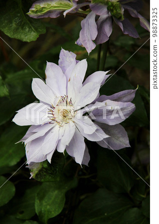 Clematis Clematis 98873325